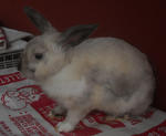 Dwarf Mix Adult Rabbit - Dwarf Rabbit