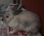 Dwarf Mix Adult Rabbit - Dwarf Rabbit