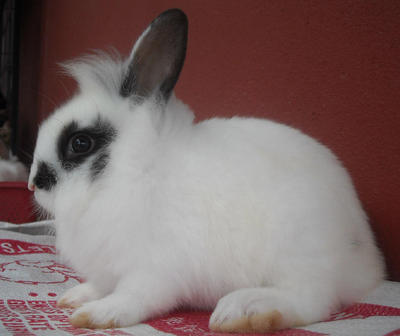 Hotot &amp; Dwarf Mix Baby Rabbit - Dwarf + Hotot Rabbit