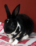 Mini Rex Rabbit - Mini Rex Rabbit