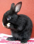 Netherland Dwarf Baby Rabbits - Netherland Dwarf + Dwarf Rabbit