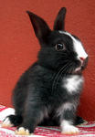 Netherland Dwarf Baby Rabbits - Netherland Dwarf + Dwarf Rabbit