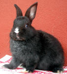 Netherland Dwarf Baby Rabbits - Netherland Dwarf + Dwarf Rabbit