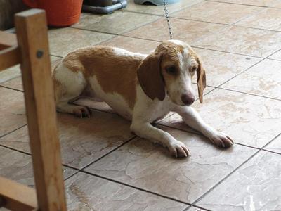 Baby - Beagle Dog