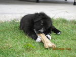 chewing Mom's bone