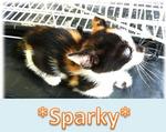 *sparky* - Domestic Medium Hair Cat