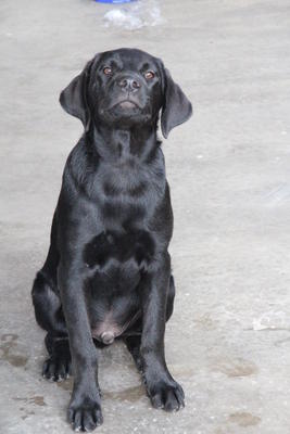 Oak - Labrador Retriever Dog