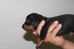 Daschund Puppy - Dachshund Dog