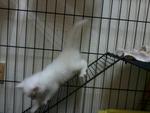 Neige (Male White Persian cross)