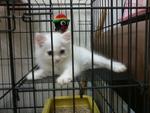 Neige (male Persian+Turkish Angora))