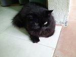 Nero Oct 2013 (Black Smoke semi flat Persian)