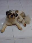 Sparkey - Shih Tzu Dog