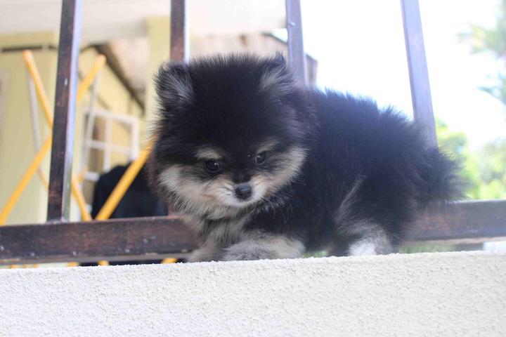 Pomeranian Puppy Sold 2 Months, Black Tan Pomeranian