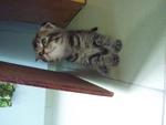 Scottish Fold Mix Persian - Persian + Scottish Fold Cat