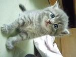 Scottish Fold Mix Persian - Persian + Scottish Fold Cat