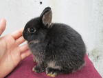 Netherland Dwarf Black Otter Buck 1 - Netherland Dwarf Rabbit