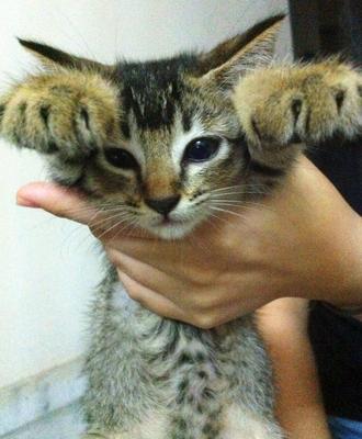 Bubble - Tabby Cat