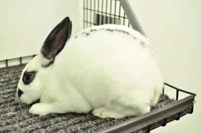 Mini Rex - Broken Black 6 - Mini Rex Rabbit