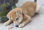 Brown Girl - Labrador Retriever Mix Dog