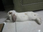 Baby - Holland Lop + Lop Eared Rabbit