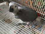 PF40616 - African Grey Bird