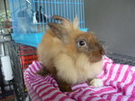 Lionhead Bunny Rabbit - Lionhead Rabbit