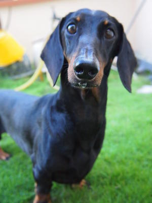 Jerry - Dachshund Dog