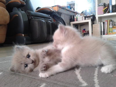 Deonna's Kittens (M&amp;f)  - Himalayan + Persian Cat