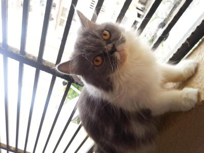 Puteri Persian - Persian Cat