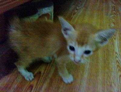 Oren Boy - Domestic Short Hair Cat