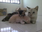 Momy And Kitten - Siamese + Egyptian Mau Cat