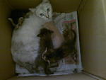 Momy And Kitten - Siamese + Egyptian Mau Cat