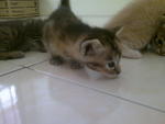 Momy And Kitten - Siamese + Egyptian Mau Cat