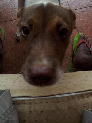 Long Kang, Apprx 5-6 Months Old - Mixed Breed Dog