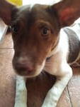 Long Kang, Apprx 5-6 Months Old - Mixed Breed Dog