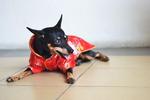 Minpin - Miniature Pinscher Dog