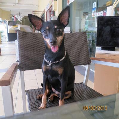 Minpin - Miniature Pinscher Dog