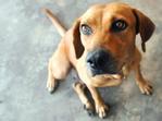 Sophie - Labrador Retriever Mix Dog