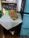 Brown Tiny Toy Poodle Rm650 - Poodle Dog