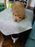 Brown Tiny Toy Poodle Rm650 - Poodle Dog