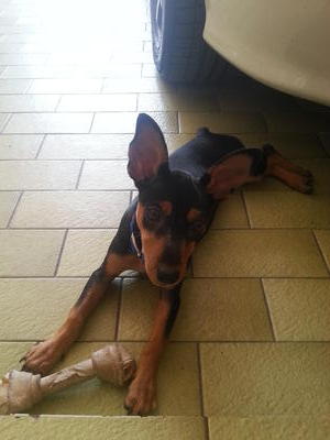 Mickey - Miniature Pinscher Dog