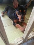 Mickey - Miniature Pinscher Dog