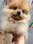 Quality Tiny Orange Pomeranian - Pomeranian Dog