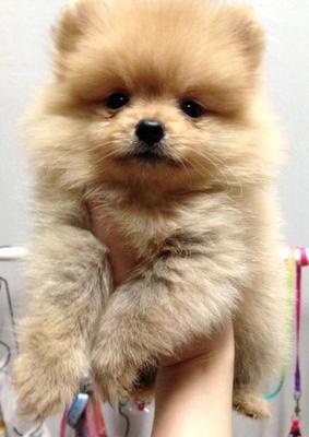 Quality Tiny Orange Pomeranian - Pomeranian Dog