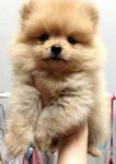 Quality Tiny Orange Pomeranian - Pomeranian Dog