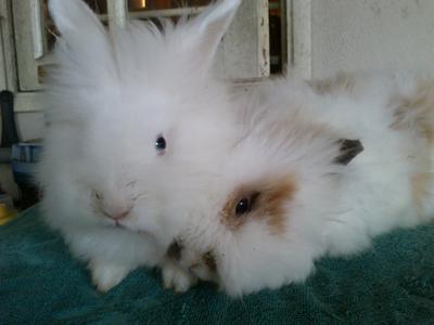 Sno &amp; Popo - Lionhead + Angora Rabbit Rabbit