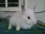 Young Cute Bunny Rabbit - Angora Rabbit + Lionhead Rabbit