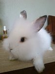 Young Cute Bunny Rabbit - Angora Rabbit + Lionhead Rabbit