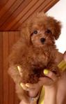 Tiny Poodle Girl Up For Sale  - Poodle Dog