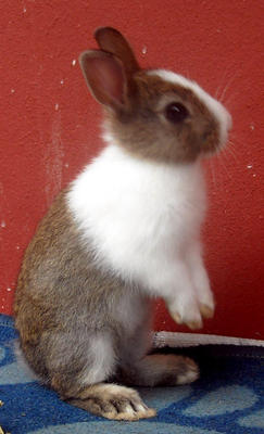 Netherland Dwarf Nd Baby Rabbit-2 - Netherland Dwarf Rabbit